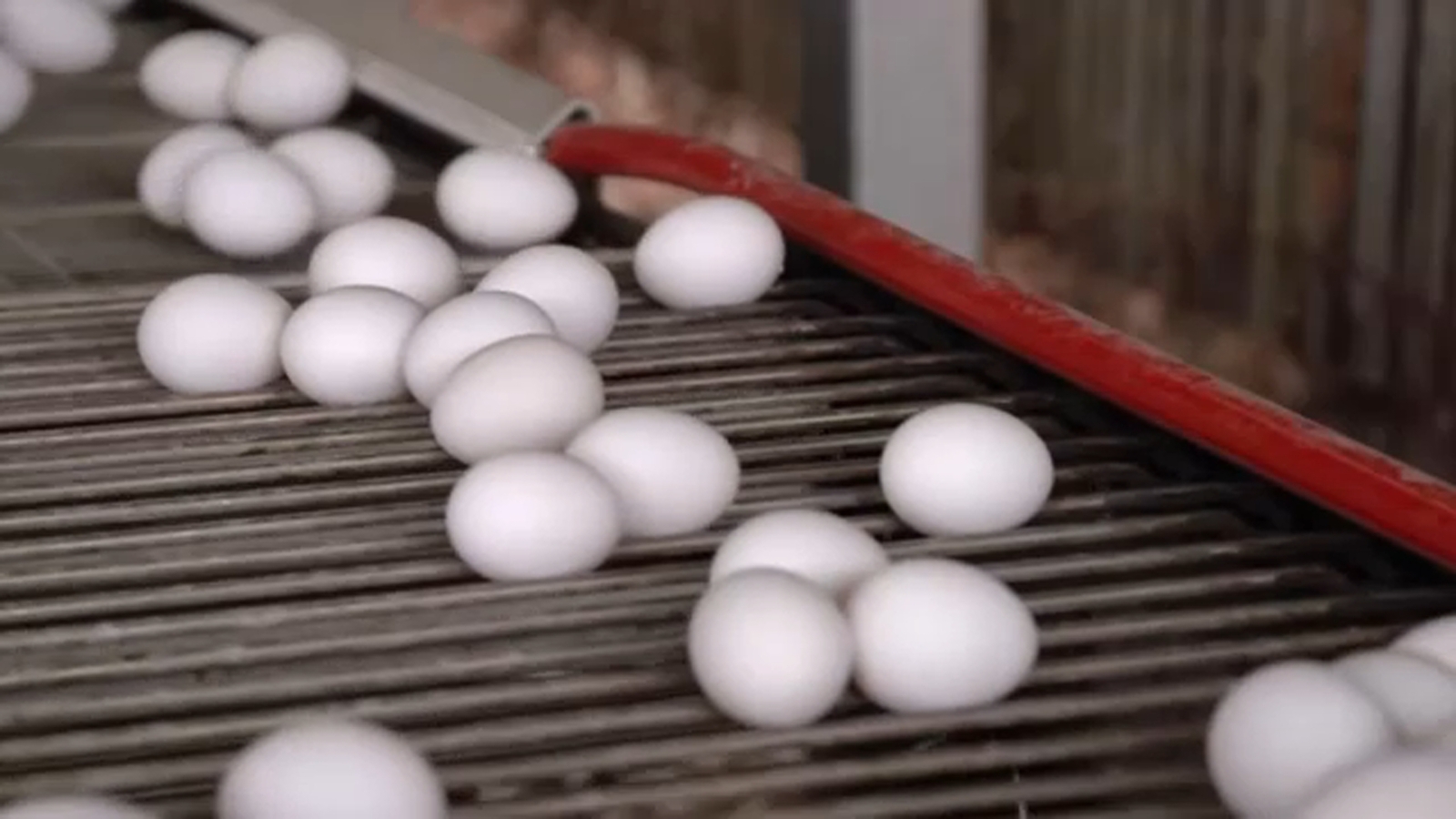 Urgent Recall: Costco Organic Eggs at Highest Risk Level for Salmonella Contamination