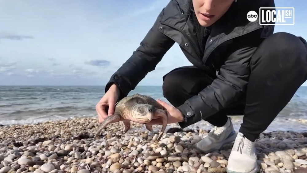 Meet the rescuers who save cold-stunned sea turtles