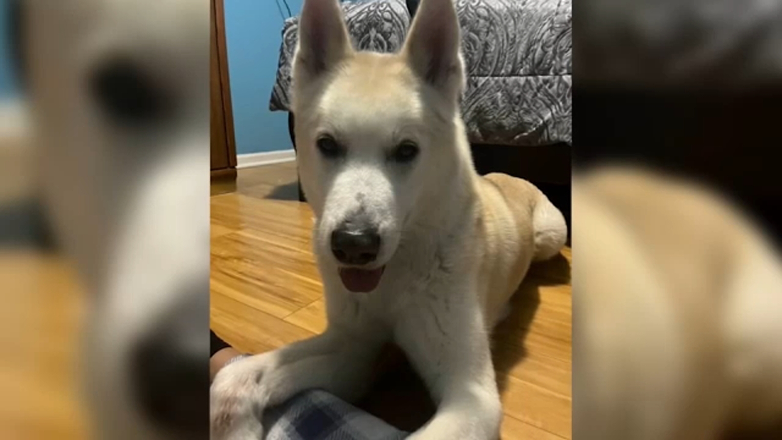 Family remembers dog shot dead on Christmas Eve by Raleigh officer: 'He ...