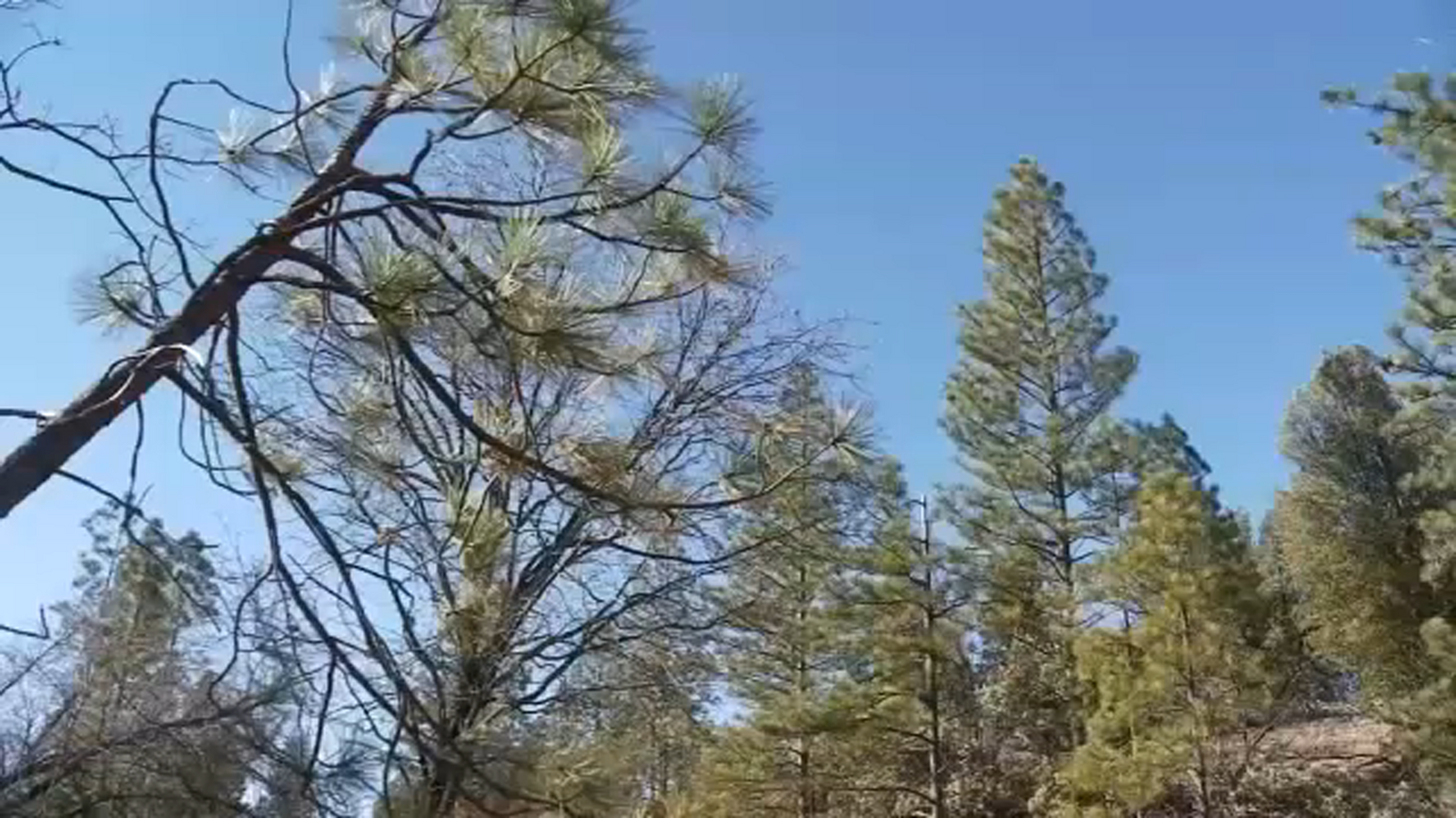 Wind advisory impacting Madera County mountains and foothills