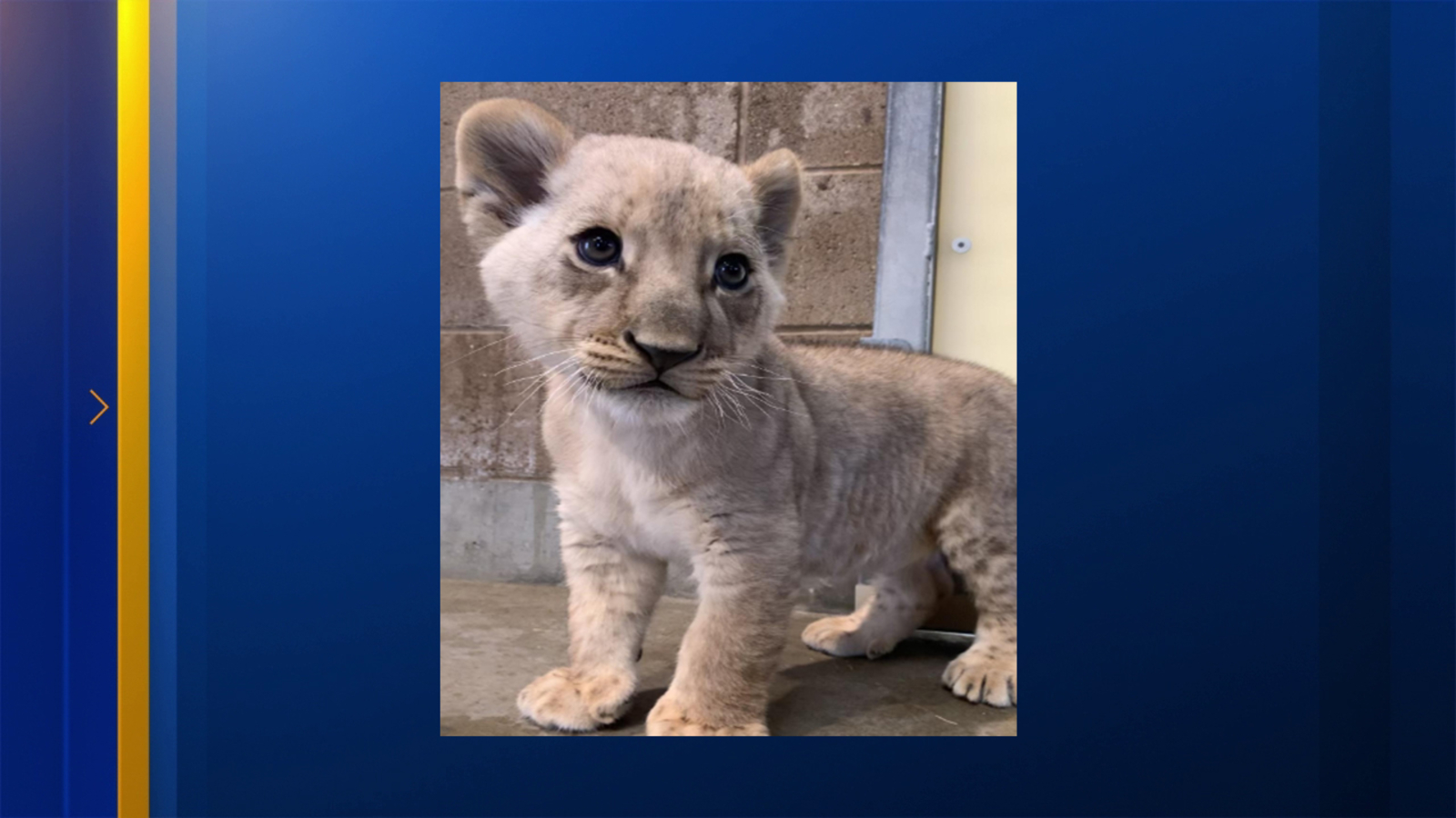 Help vote for the name of Fresno Chaffee Zoo's new male lion cub