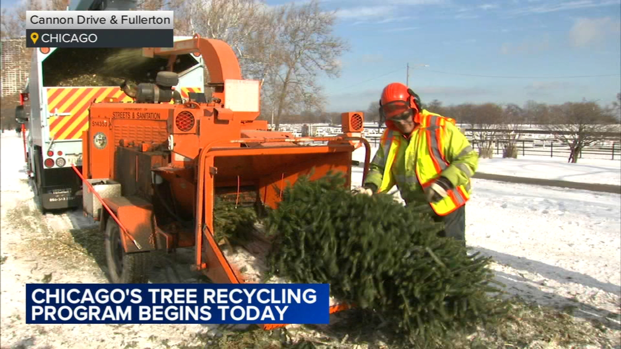 Chicago-area Christmas tree recycling programs begin