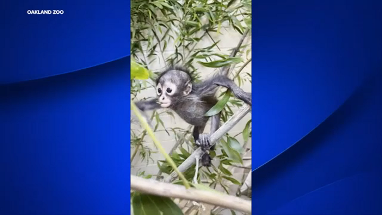 Baby monkey healing in new habitat after being found during Madera