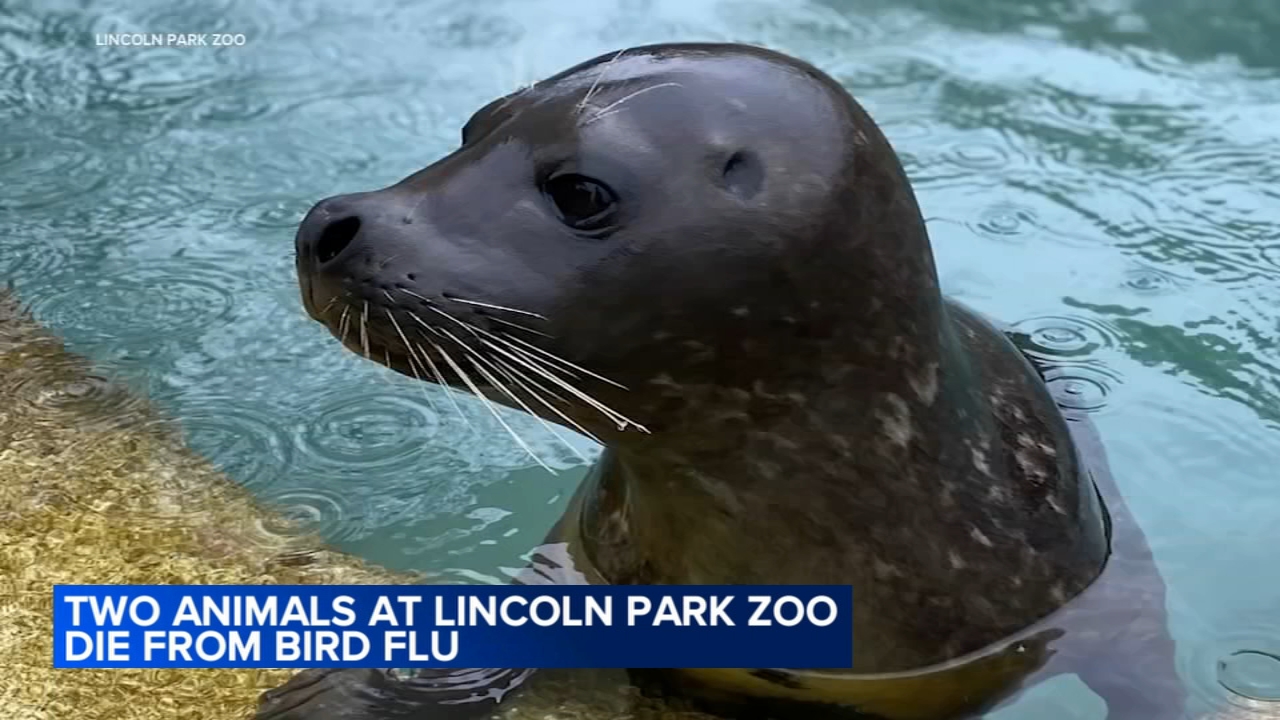 2 animals die from bird flu at Lincoln Park Zoo
