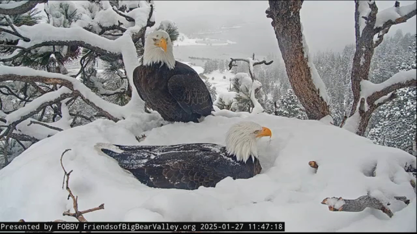 Famous Big Bear eagles Jackie and Shadow taking turns keeping their 2
