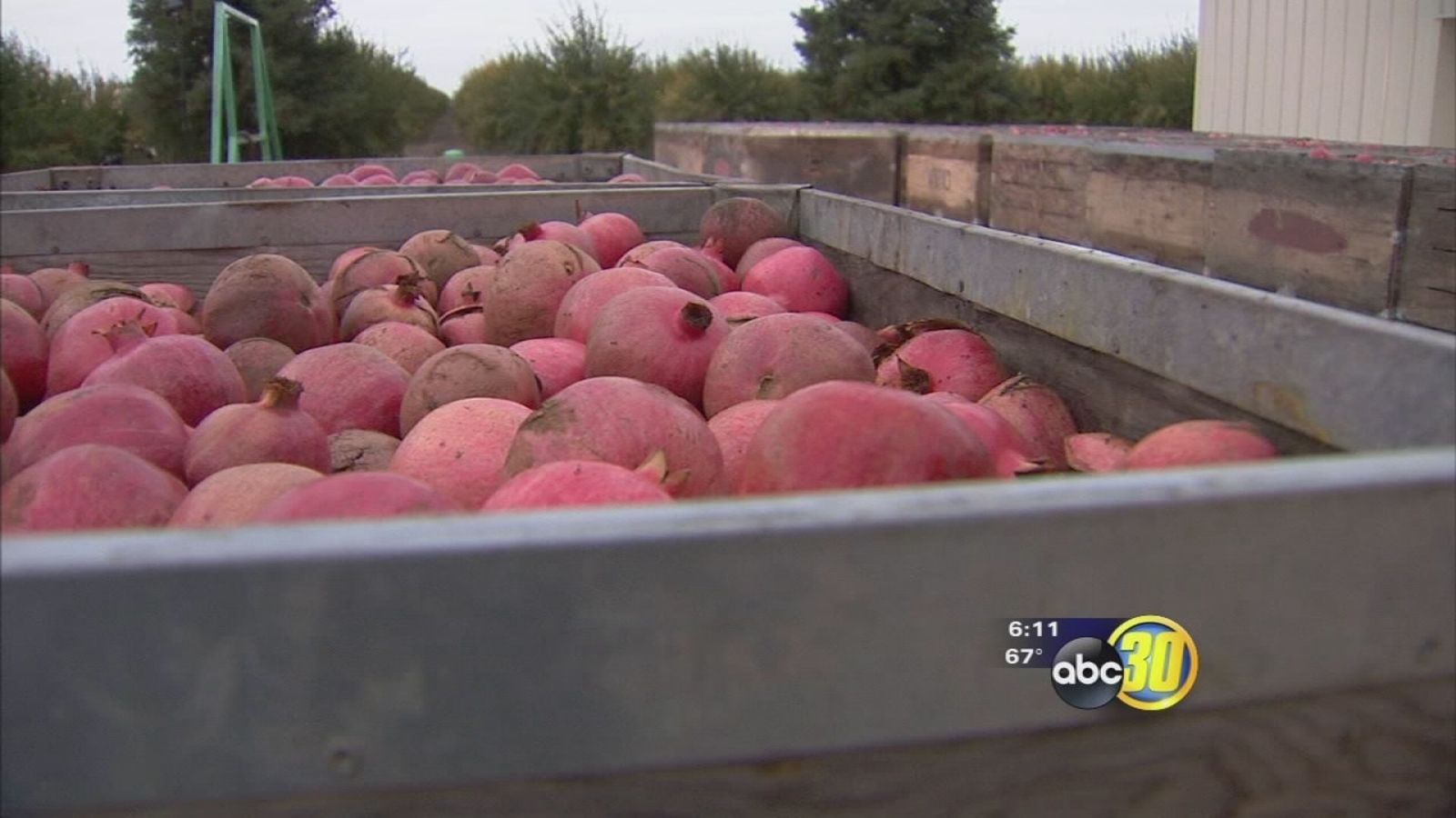 6th annual Pomegranate Festival takes over the Madera fairgrounds