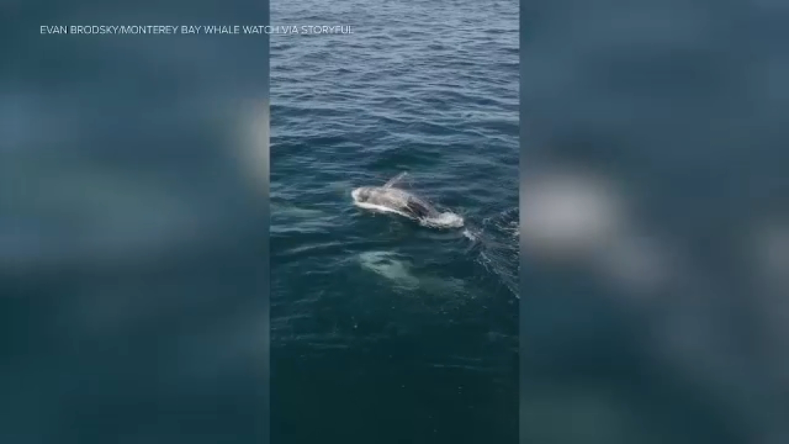 "Super pod" of 1,500+ dolphins, whales recorded by drone camera off California coast