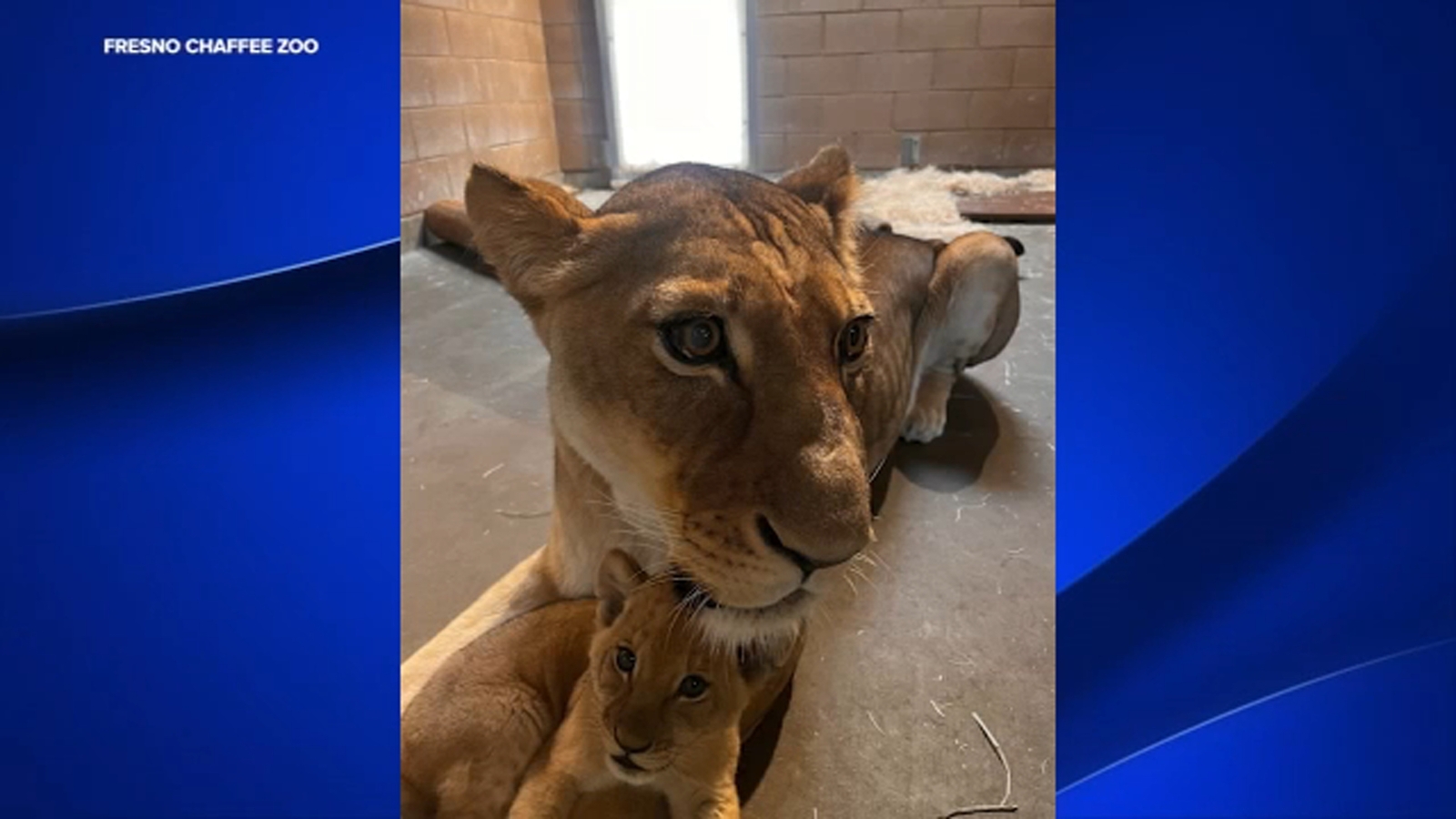 Fresno Chaffee Zoo shows lion cub cuddling with mother