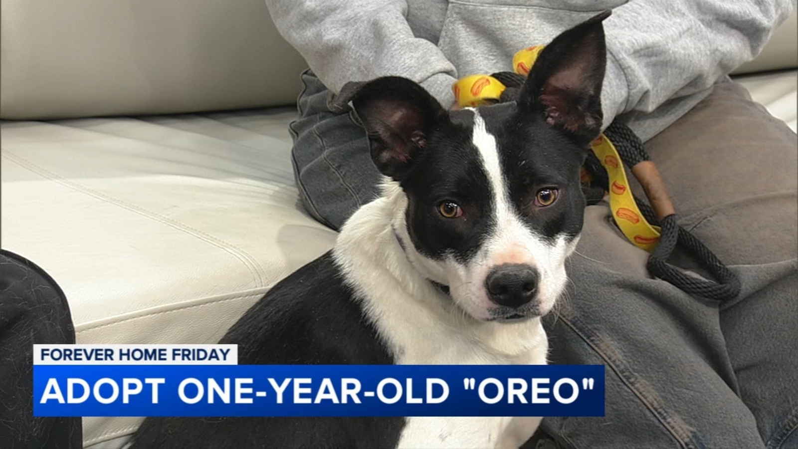 Forever Home Friday Adopt Oreo Or Wellie Abc7 Chicago