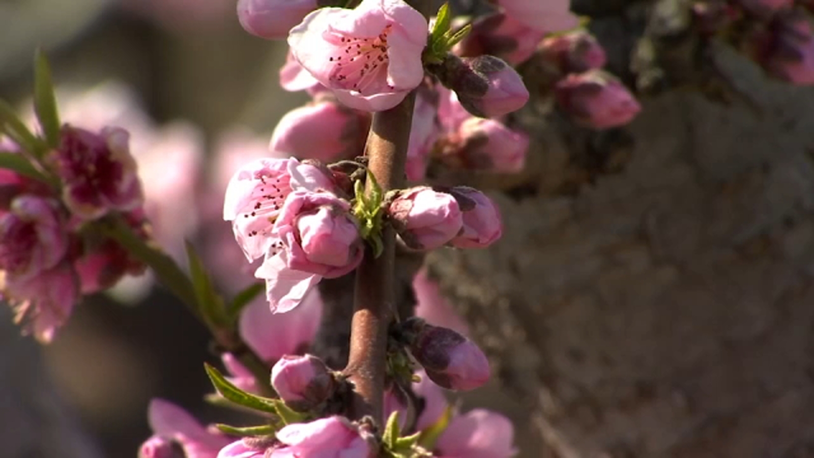 Fresno County Blossom Trail kicking off new season
