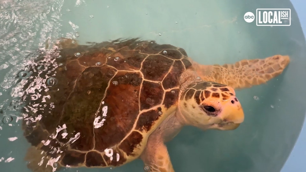 Research center nursing cold-stunned sea turtles back to health