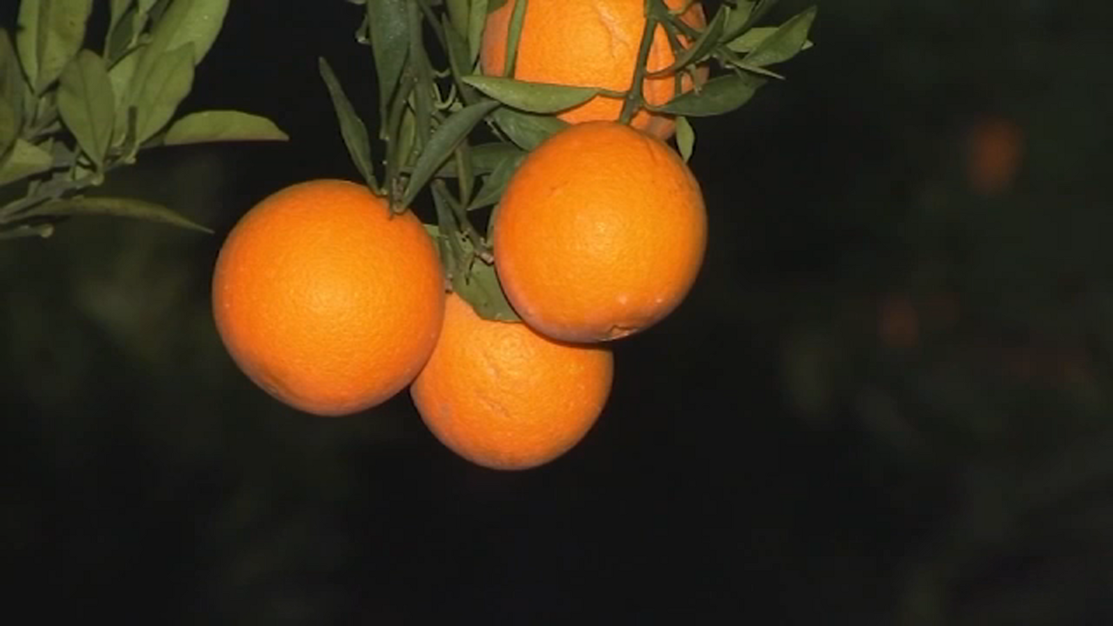 Cold overnight temperatures not a concern for crops, yet