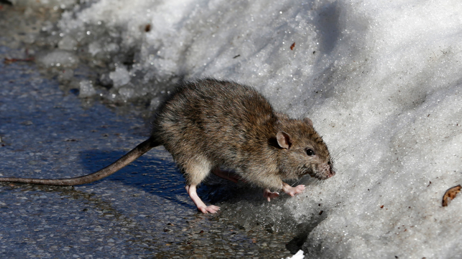 The people of New York City versus 3 million rats -is birth control the ...