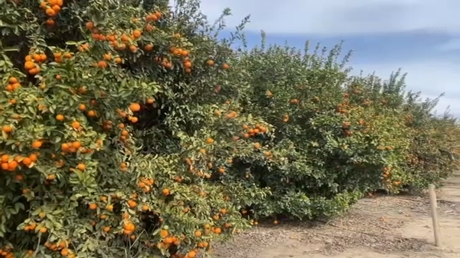 Potential impact of heavy rain on crops like citrus and almonds