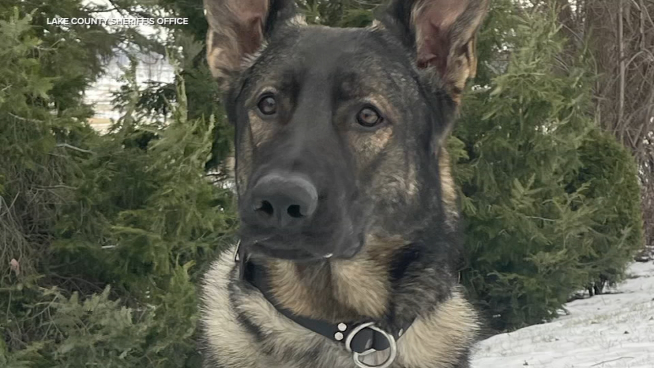 Meet K9 Lux! Lake Co. Sheriff's Office newest police canine