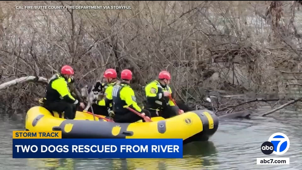 Firefighters rescue two dogs from rising river amid storm