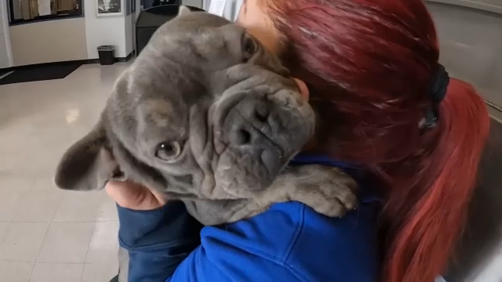 Stolen French bulldog reunited with owner in Merced