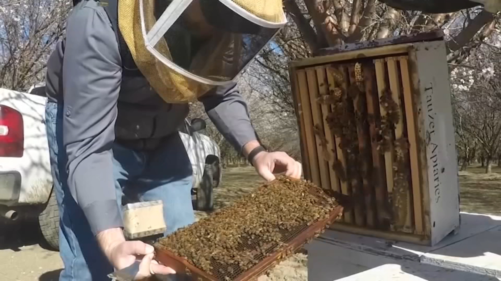 California State Beekeepers Association reports alarming rise in