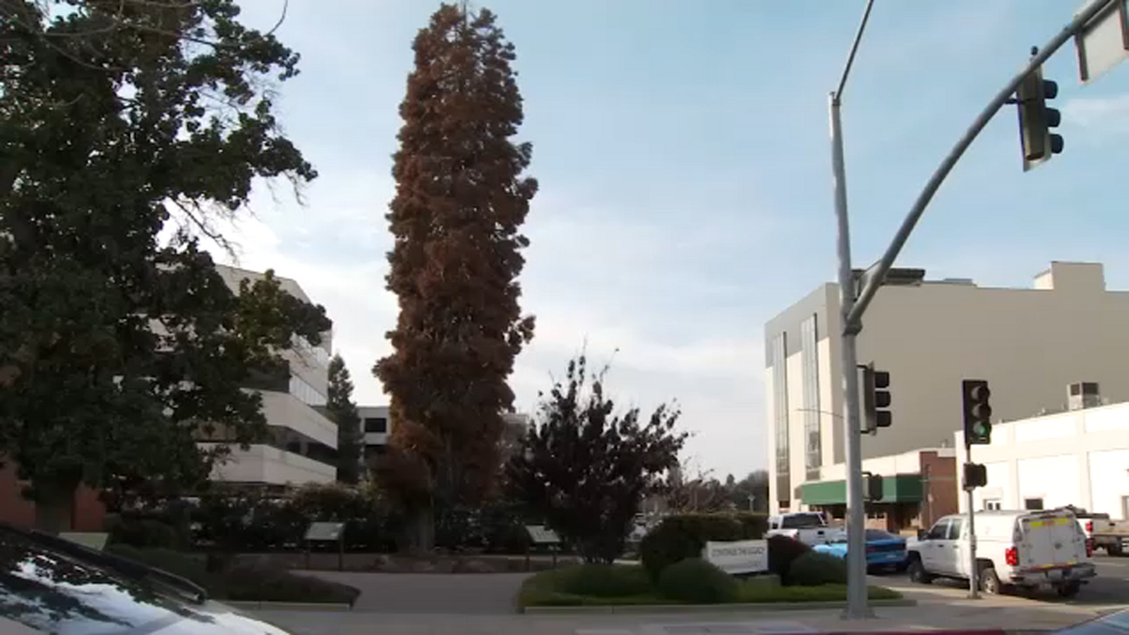 Beloved giant Sequoia Legacy Tree in Visalia must come down due to infection and safety reasons