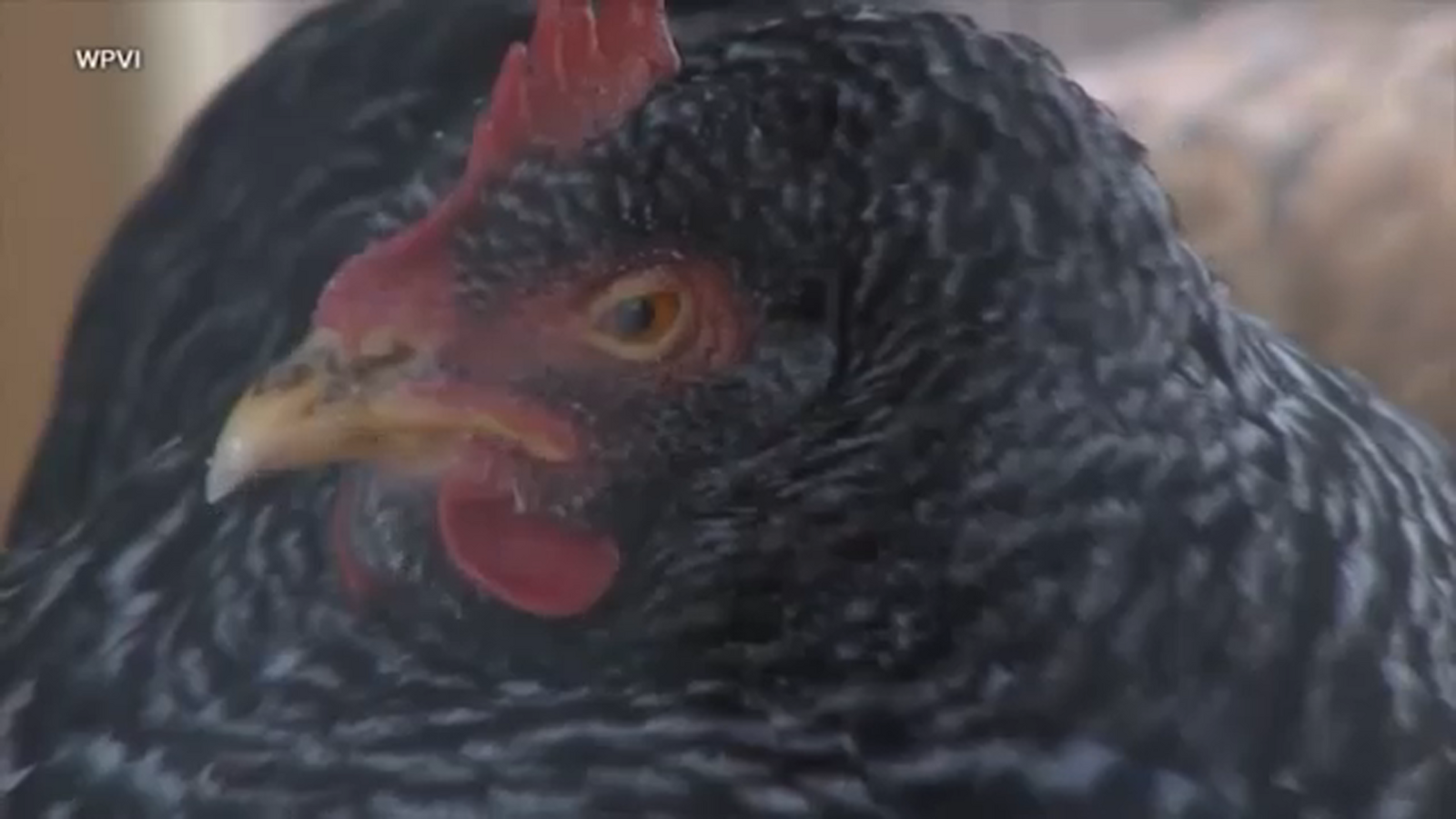 Bird flu vaccine gets conditional license from USDA