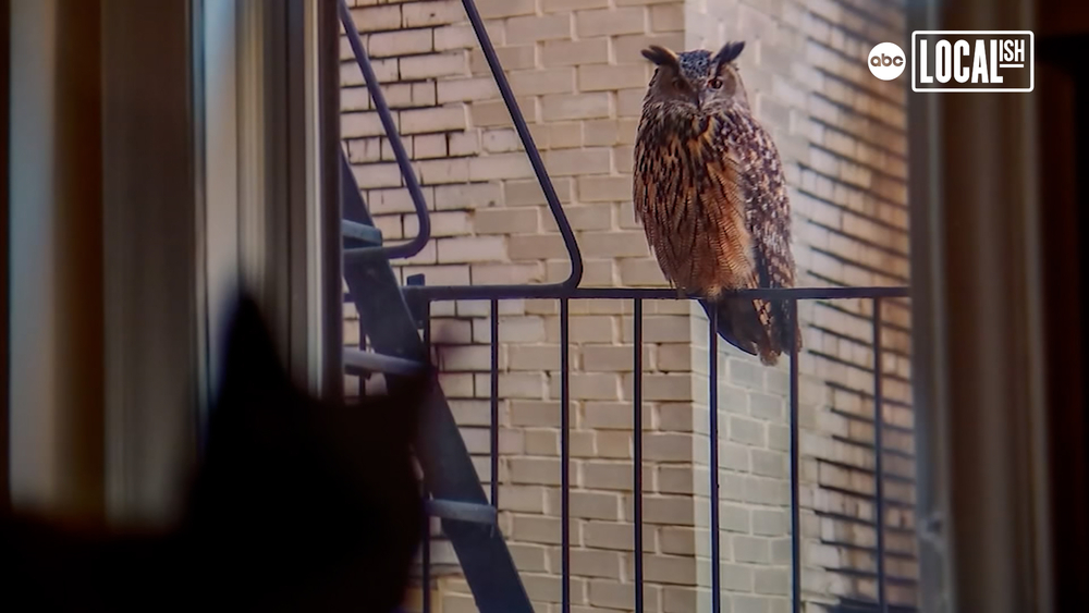 Flaco the owl's flight of freedom celebrated at NYC museum exhibit 