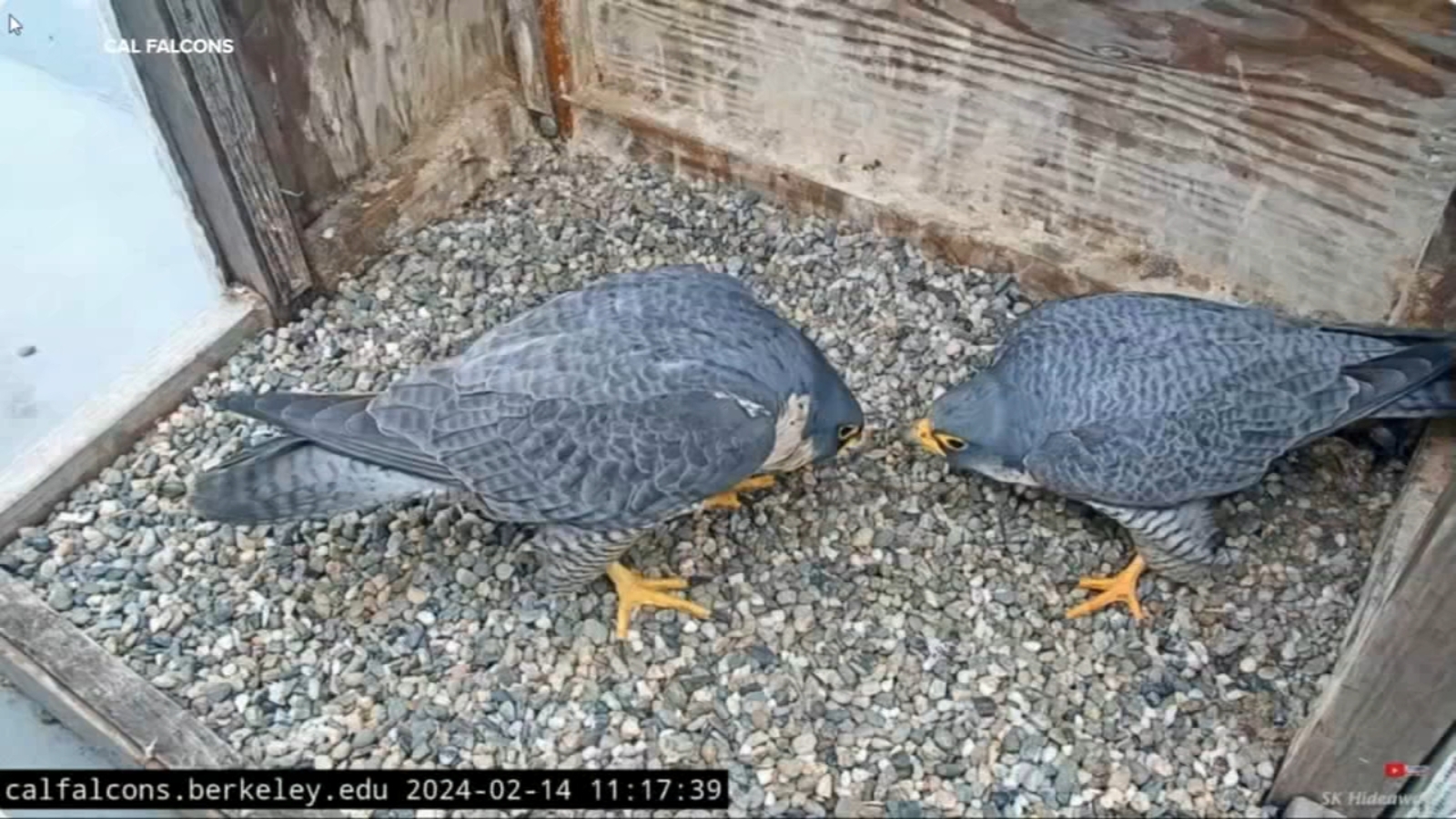 Why are UC Berkeley's falcons missing? Expert sadly fears death from bird flu