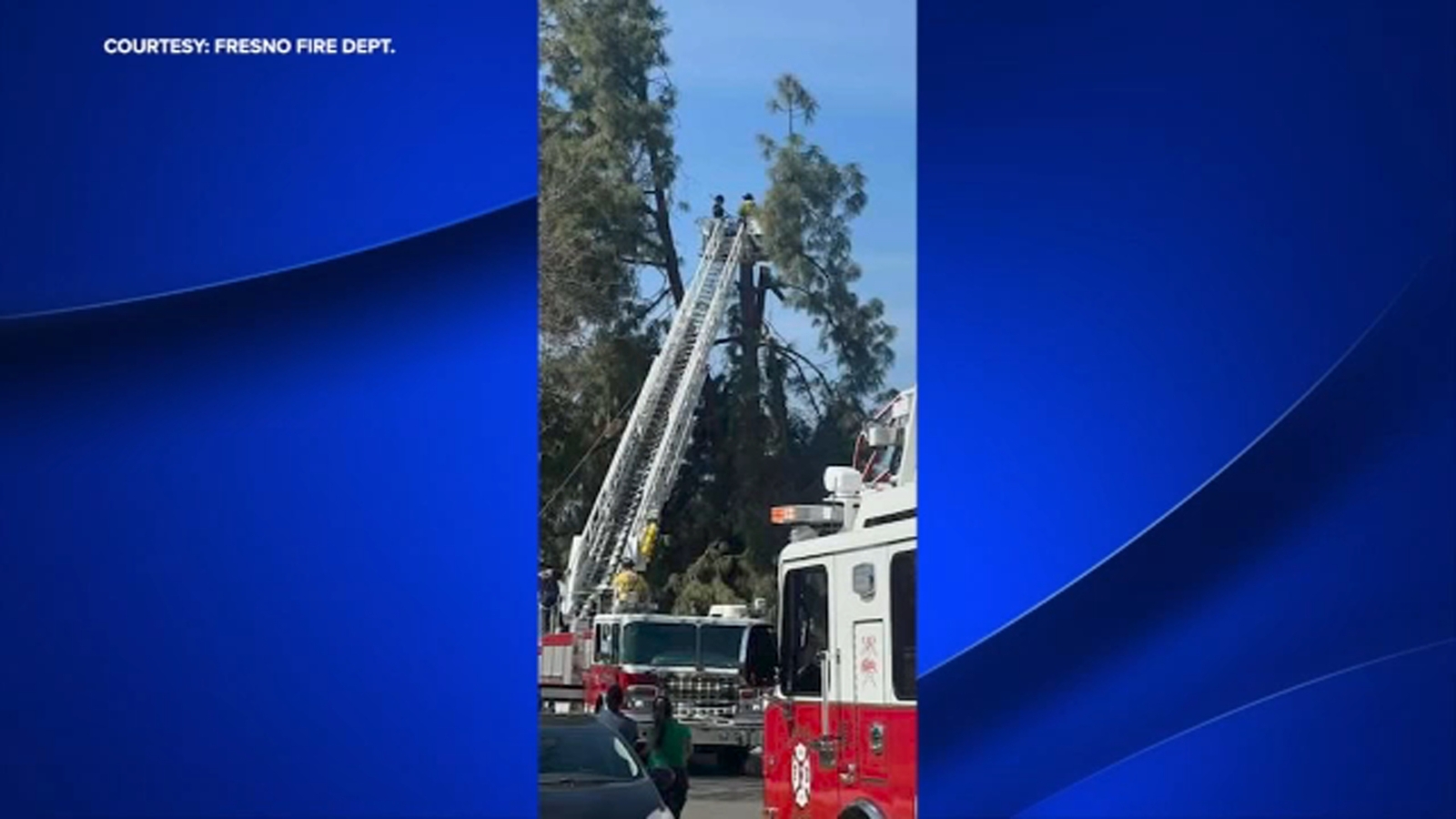 Fresno tree trimmer recovering after falling 60 feet