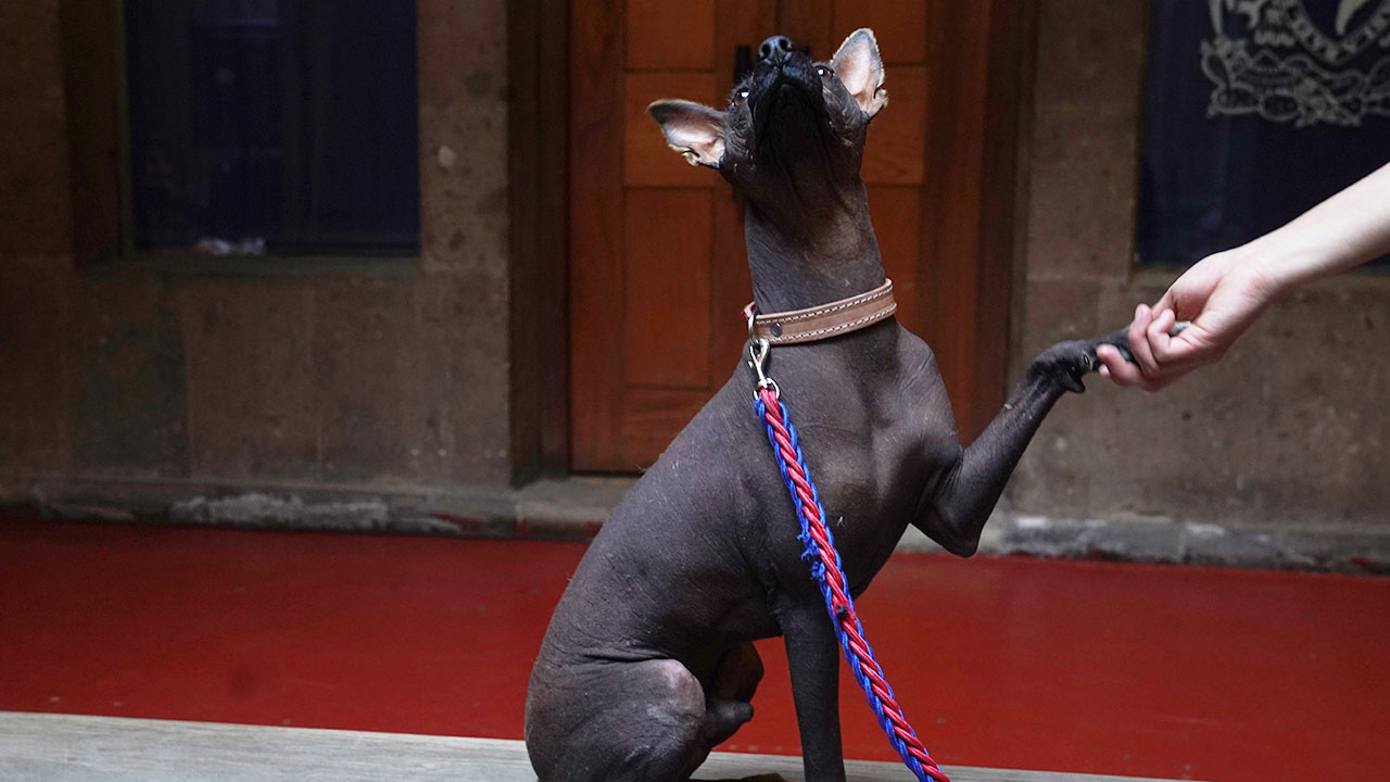 Una mujer sostiene la pata de su perro de raza Xoloitzcuintle llamado Pilón el miércoles 25 de enero de 2023.