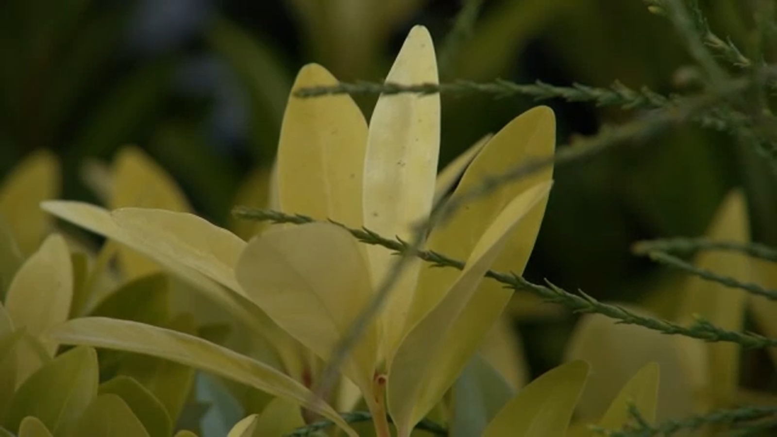 sansevieria trifasciata laurentii Sansevieria Trifasciata Laurentii