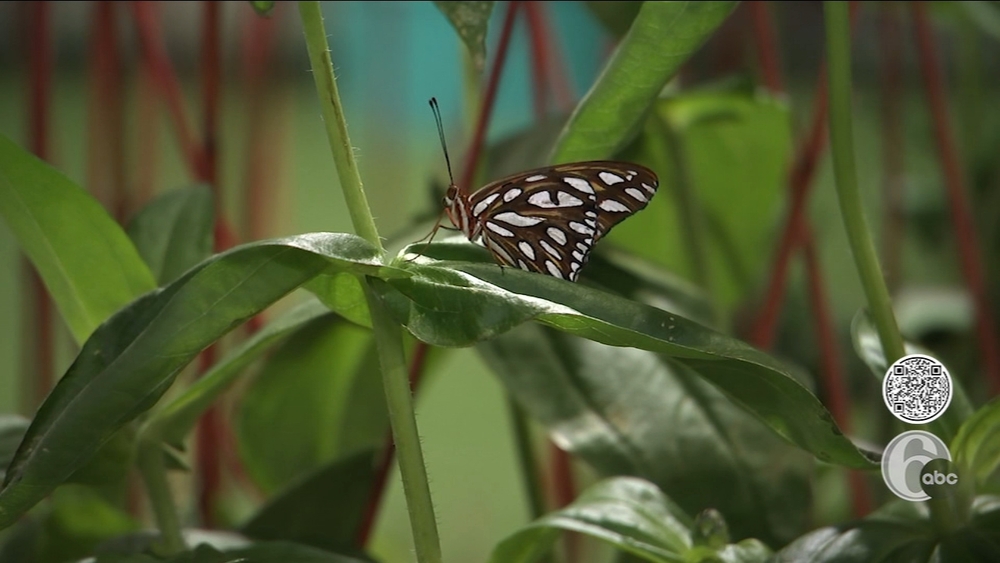 Butterflies, Classes and More on the Concourse