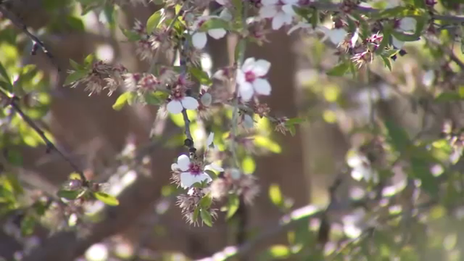 Impacts of heavy downpour on Central Valley crops