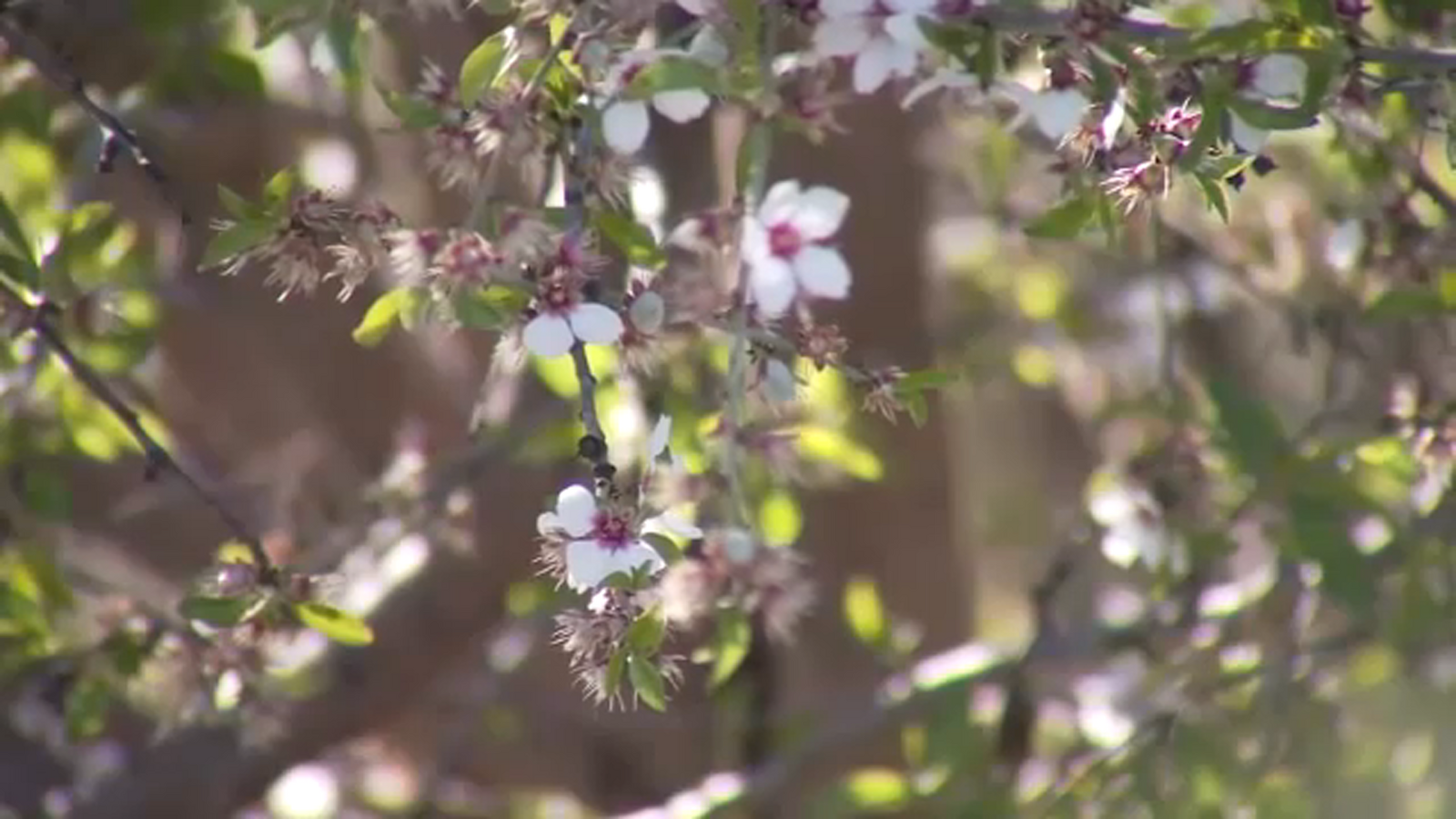 Impacts of heavy downpour on Central Valley crops