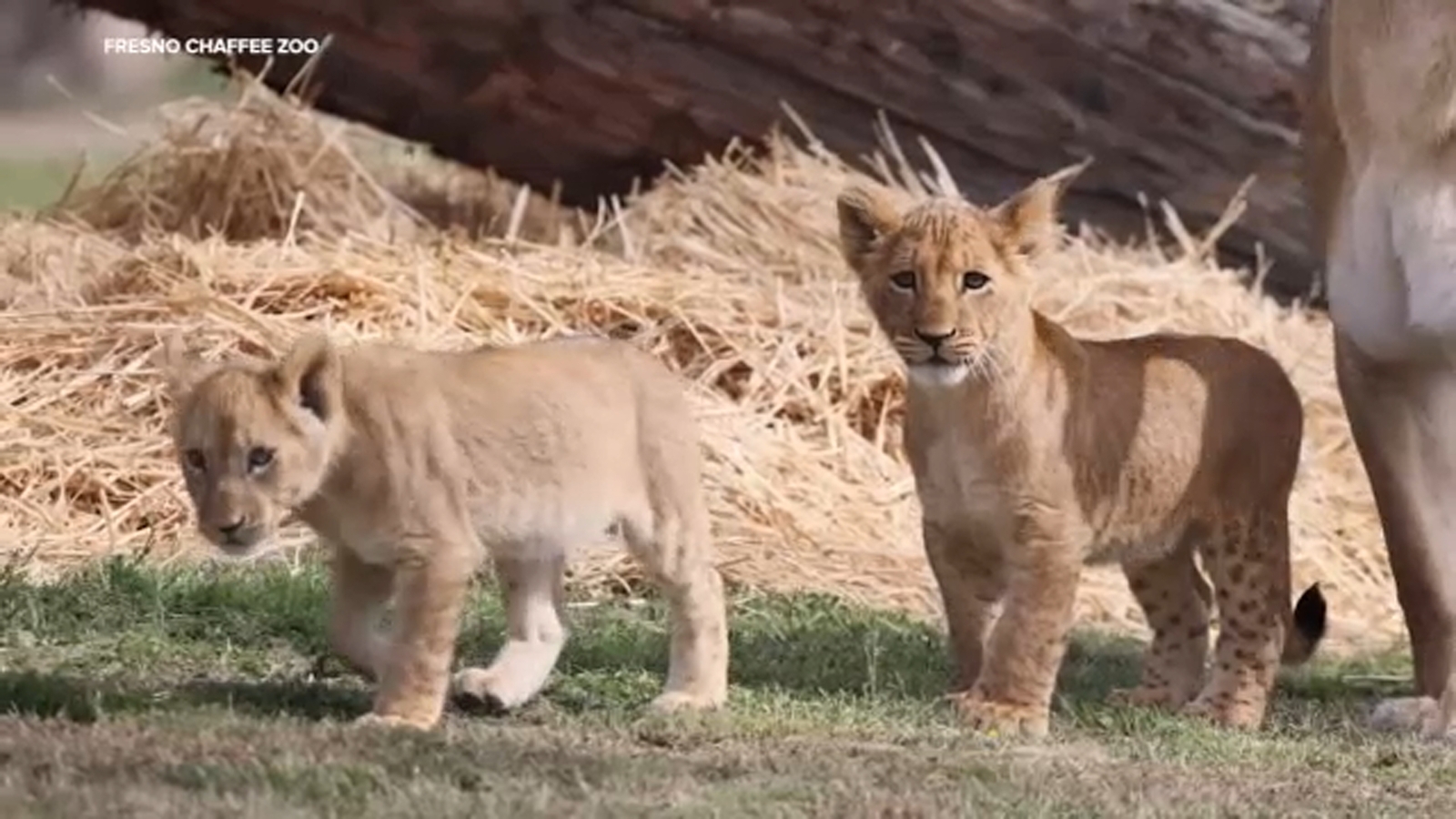 Lion cubs make public debut at Fresno Chaffee Zoo