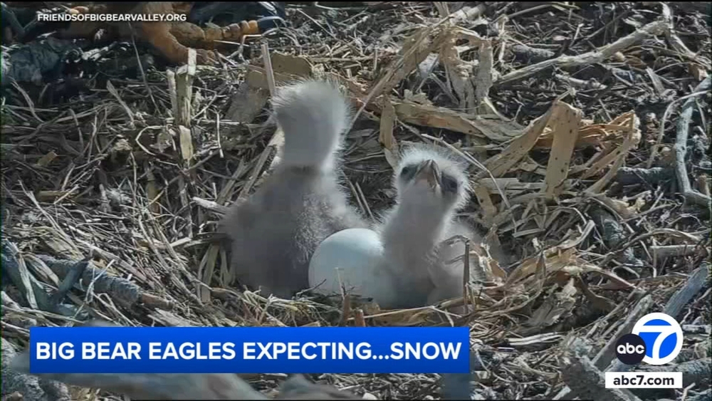 New Big Bear eaglets promising sign for species, wildlife expert says