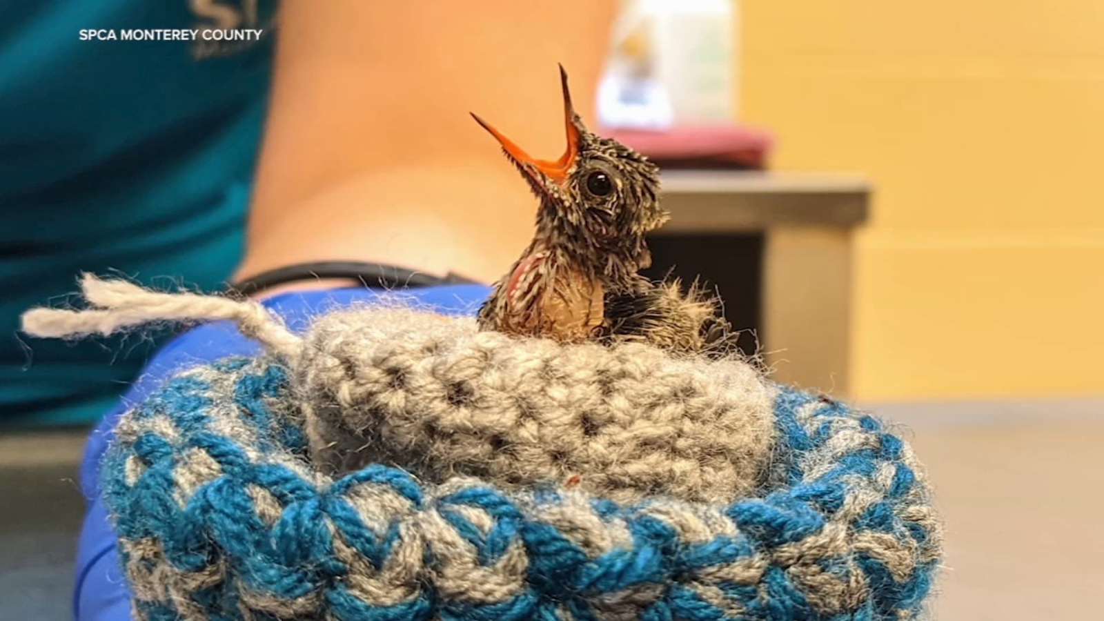 Baby hummingbirds being cared for by Monterey Co. SPCA: Here's a look at their tiny size