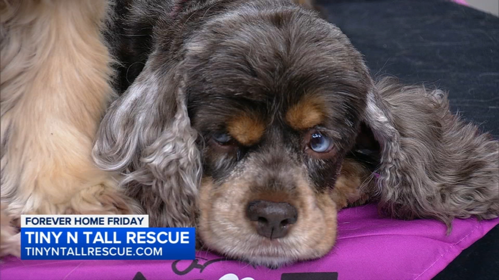 Forever Home Friday Adopt Lillian Kimi Abc7 Chicago