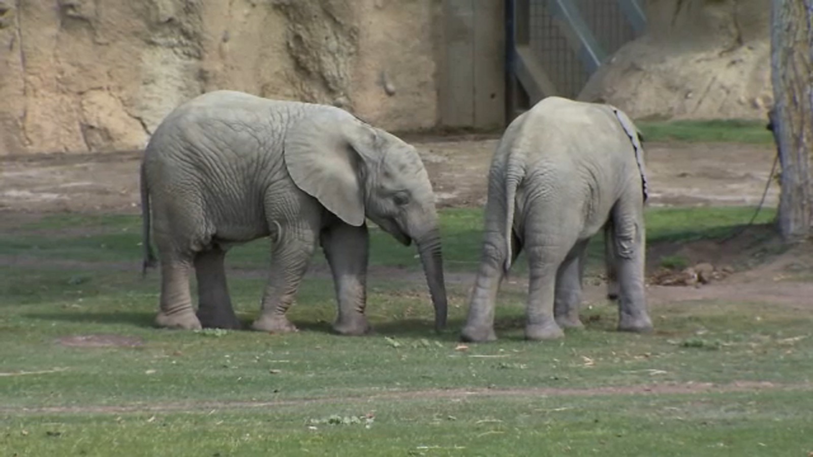15990494_elephants.png?w=1600
