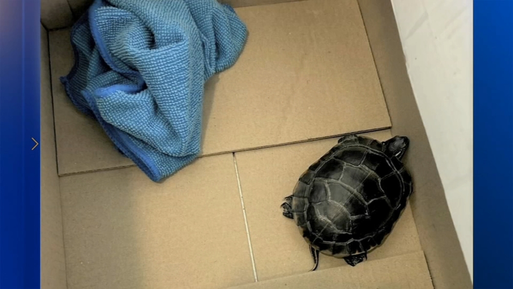 Turtle Image