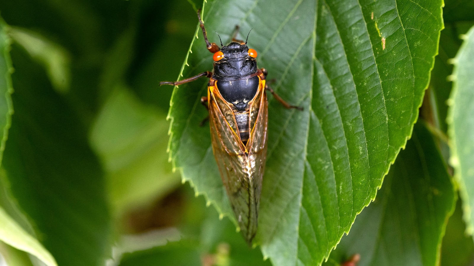 Cicadas 2025 When are cicadas coming back? Kentucky, Ohio, Indiana