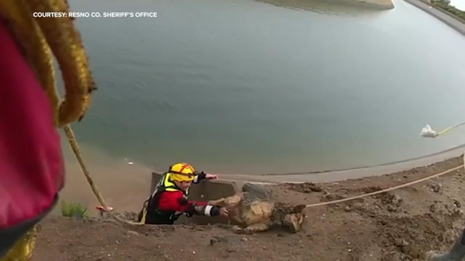 2 dogs rescued from canal by Fresno County deputies