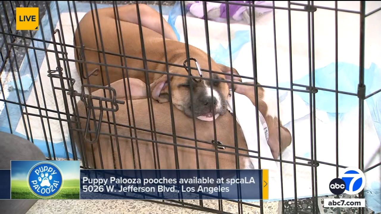 Puppy Palooza adoption event: 23 puppies looking for forever homes