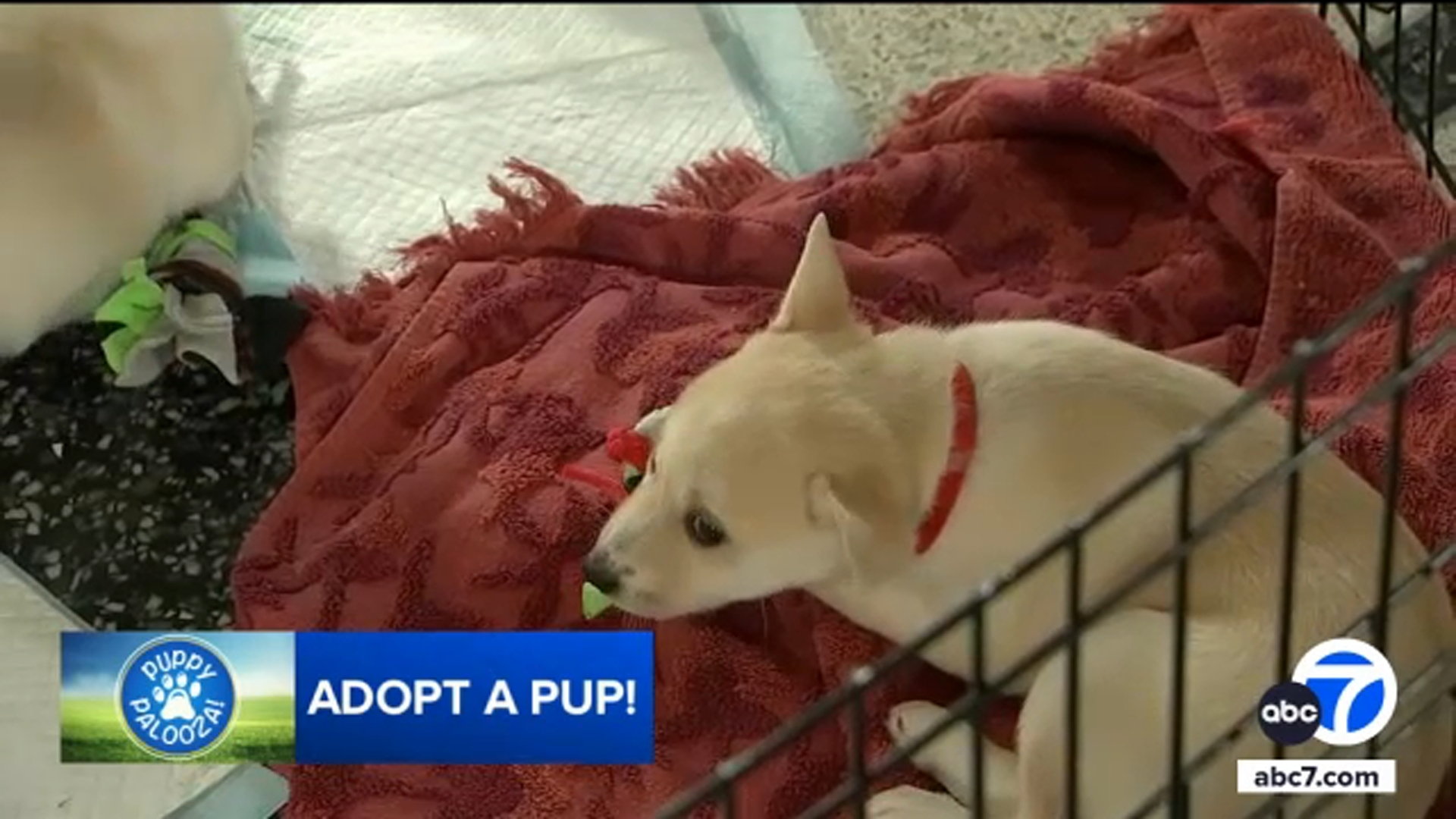 Puppy Palooza: Help find these puppies forever homes!