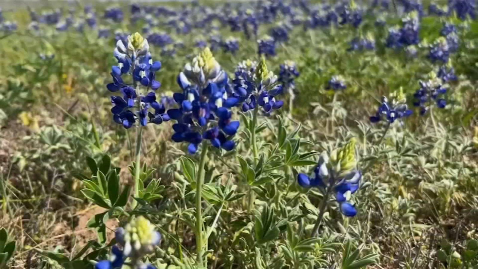 How long is Texas' 2025 wildflower season? Experts say bloom is expected  longer this year thanks to winter snowstorm - ABC13 Houston