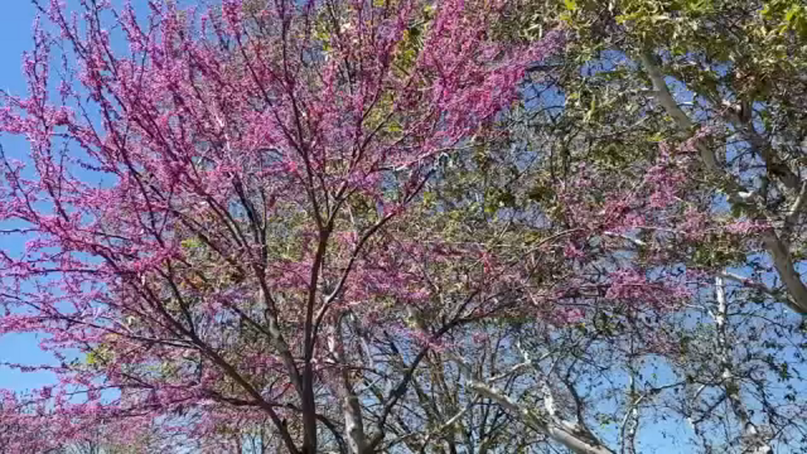 Volatile Valley weather patterns impacting Valley allergy sufferers