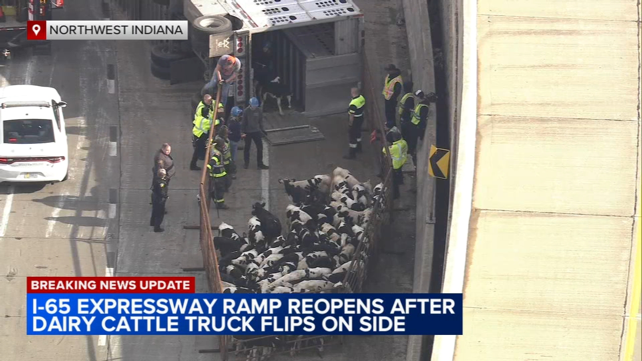 2 calves dead, 3 hurt after cattle truck flips over in NW Indiana
