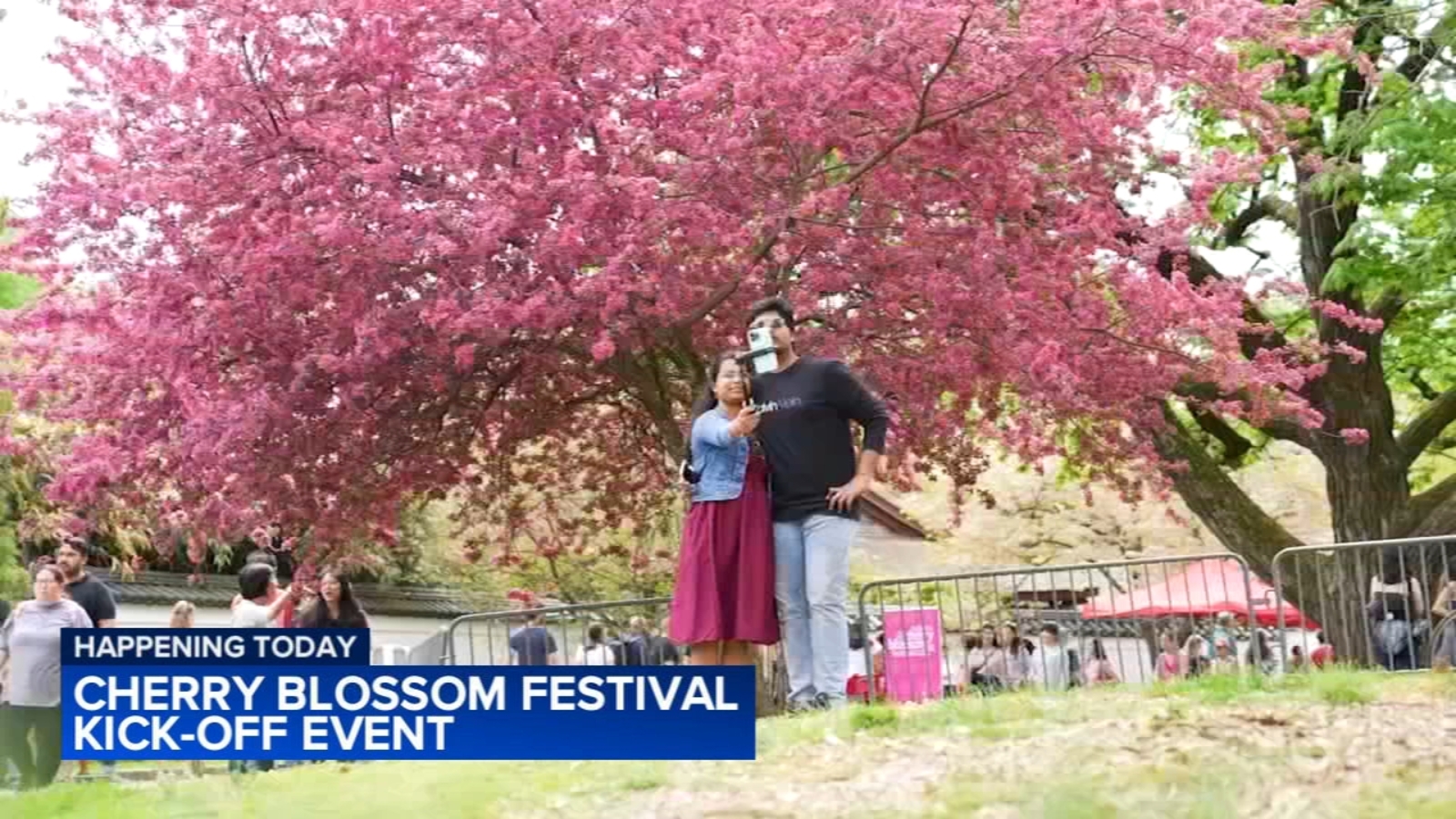 The Japan American Society of Greater Philadelphia hosting Cherry