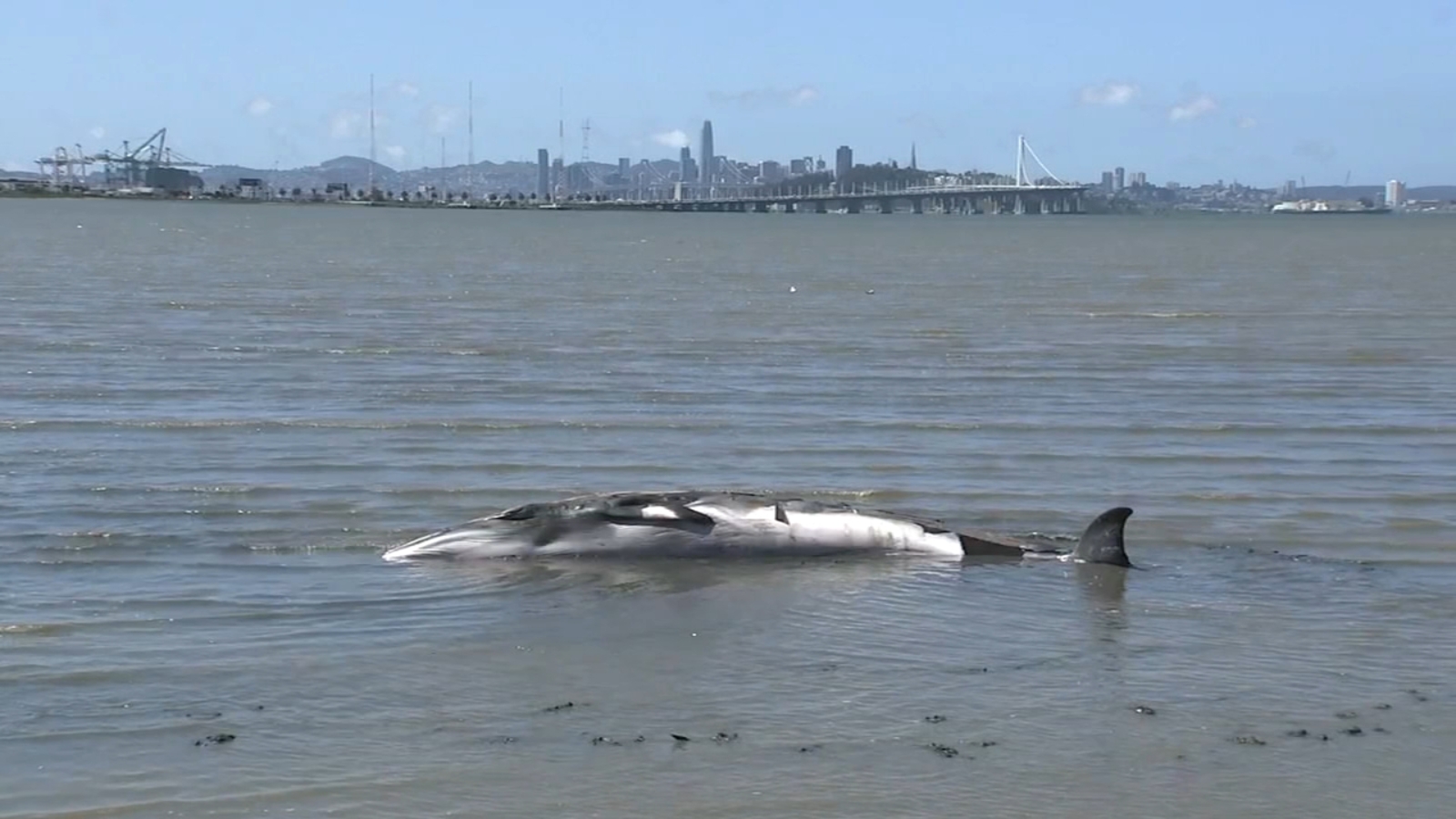 Rare juvenile minke whale stranded in Emeryville mudflat humanely