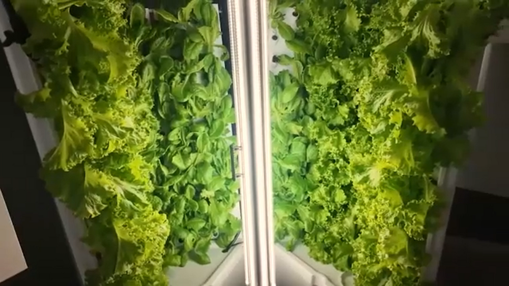 Students growing crops in the classroom at Farber Educational Center