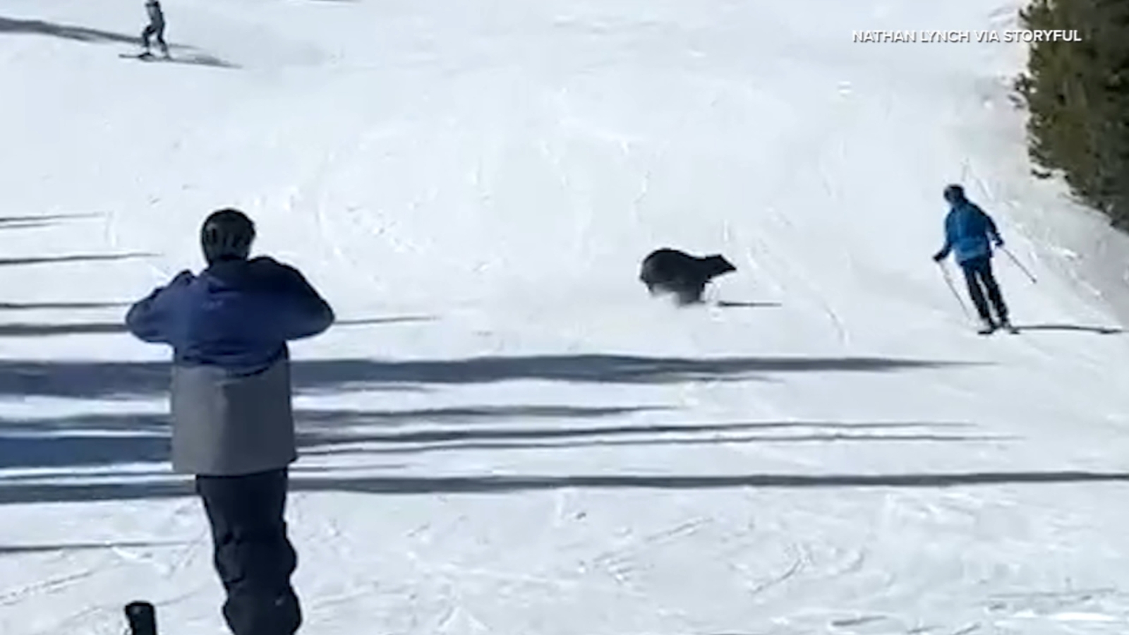 Terrifying moment black bear charges toward skier caught on camera