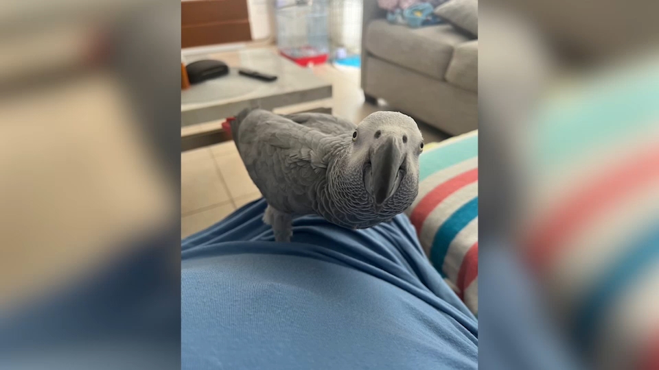 Maria Fraterrigo and her parrot Plucky are coming home from Puerto Rico -  ABC7 New York